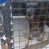 Meštani Duge Poljane u okolini Niša najavili blokade puteva ukoliko im se u selu izgradi regionalno prihvatilište za pse 9