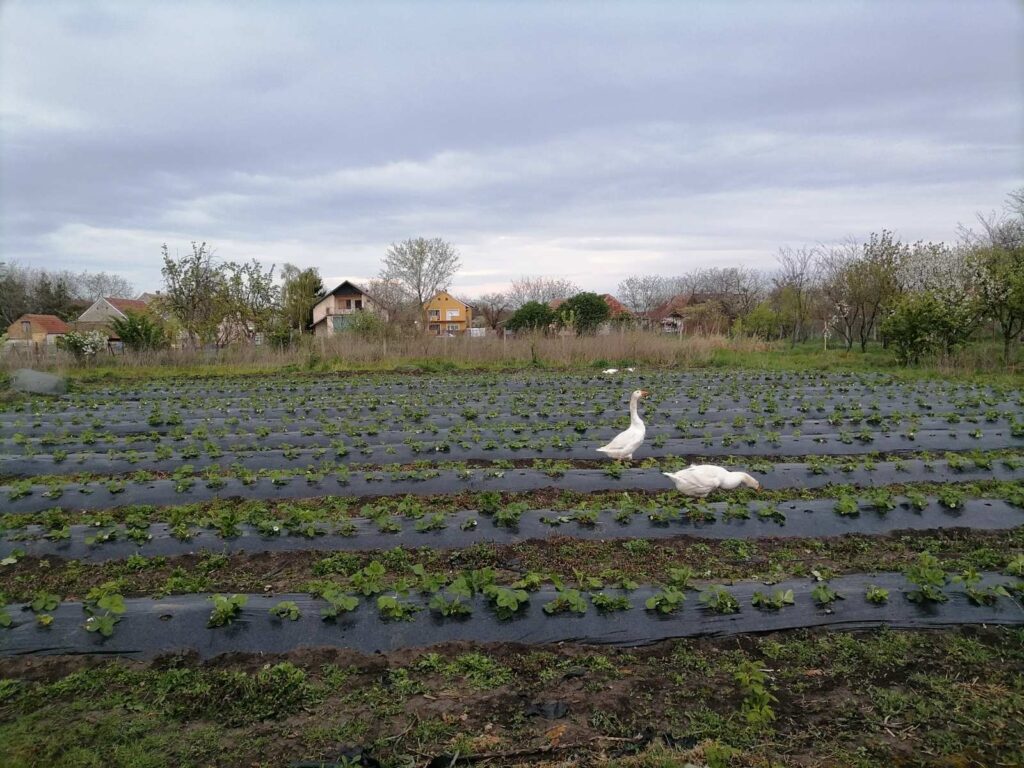 Strahinja i Marta su od stare kuće kod Zrenjanina napravili mali raj, a najegzotičnija životinja im je "crna kokoška" 4 Strahinja i Marta su od stare kuće kod Zrenjanina napravili mali raj, a najegzotičnija životinja im je "crna kokoška" 3