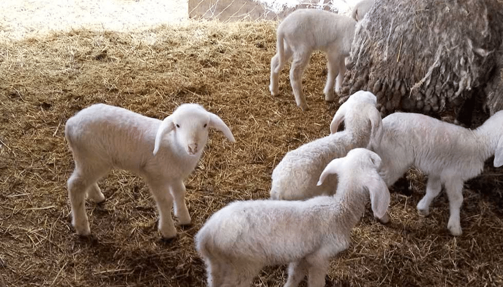 Jaganjci će u Banatu uskoro stvarno da utihnu 1