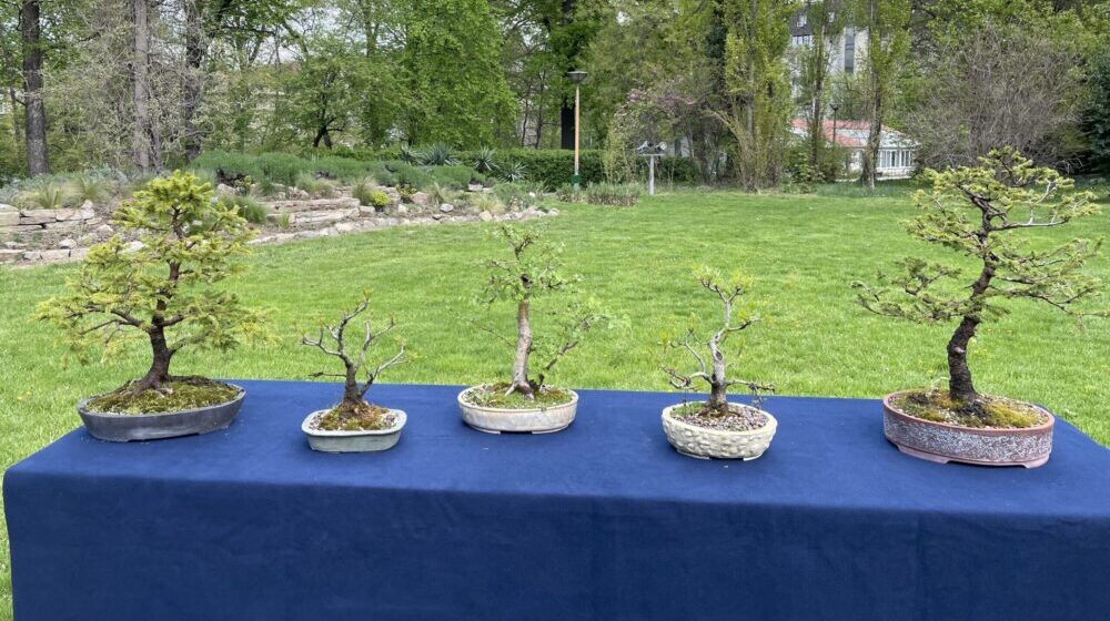 Duh istoka i cvetanje japanske trešnje u Botaničkoj bašti u Beogradu 1