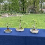 Duh istoka i cvetanje japanske trešnje u Botaničkoj bašti u Beogradu 1