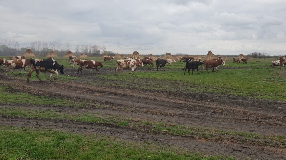 Stočar iz Čente: Sve poskupljuje samo cena mleka ostaje ista 1