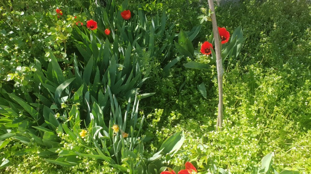 U Sečnju se bira najlepše dvorište 1