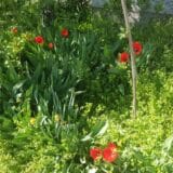 U Sečnju se bira najlepše dvorište 1