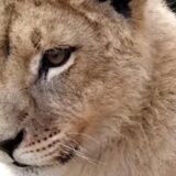 Dozvolu za transport lavića iz Budve očekuju do kraja maja 1