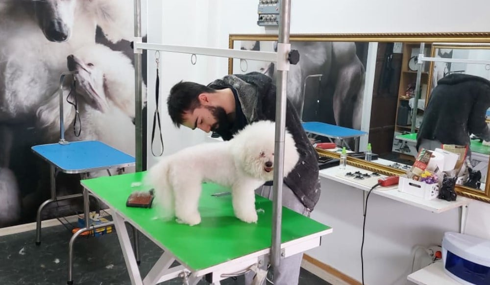 Lazar Jocić je vlasnik jedinog salona u Zaječaru za sređivanje kućnih ljubimaca 2 Lazar Jocić je vlasnik jedinog salona u Zaječaru za sređivanje kućnih ljubimaca 2