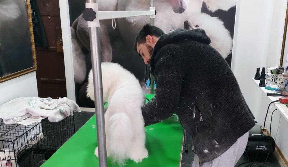 Lazar Jocić je vlasnik jedinog salona u Zaječaru za sređivanje kućnih ljubimaca 3 Lazar Jocić je vlasnik jedinog salona u Zaječaru za sređivanje kućnih ljubimaca 3