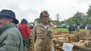 Jaganjci će u Banatu uskoro stvarno da utihnu 2 Jaganjci će u Banatu uskoro stvarno da utihnu 2