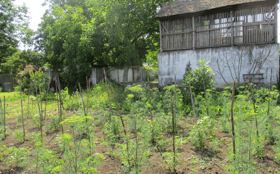 Zašto se kaže da je neko "u svakoj čorbi mirođija"? 1