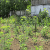 Zašto se kaže da je neko "u svakoj čorbi mirođija"? 1