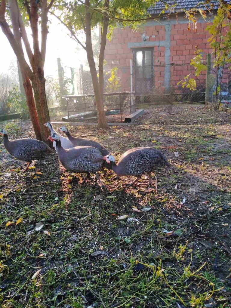 Strahinja i Marta su od stare kuće kod Zrenjanina napravili mali raj, a najegzotičnija životinja im je "crna kokoška" 6 Strahinja i Marta su od stare kuće kod Zrenjanina napravili mali raj, a najegzotičnija životinja im je "crna kokoška" 5