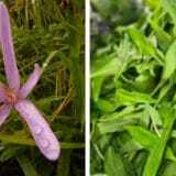 Liči na sremuš, ali je otrovan: Kako da prepoznamo mrazovac 8