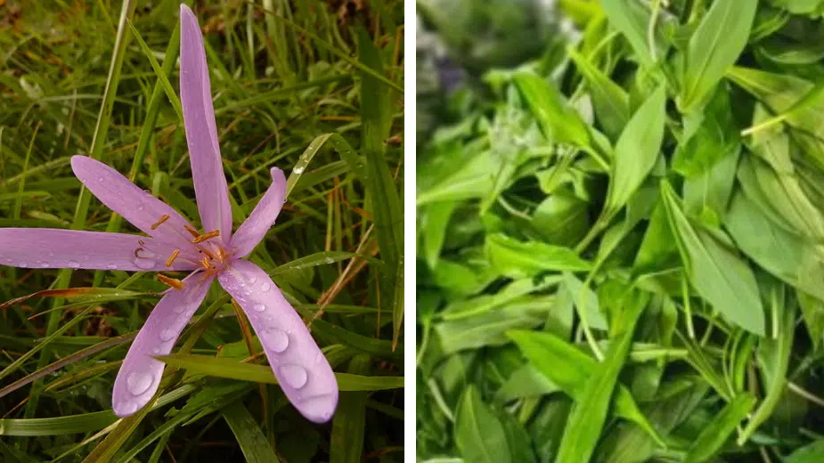 Liči na sremuš, ali je otrovan: Kako da prepoznamo mrazovac 1