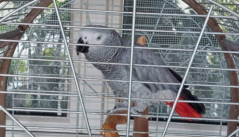 Zaječarka Vesna ostavila je svoj posao i posvetila se gajenju papagaja, činčila i egzotičnog bilja 3