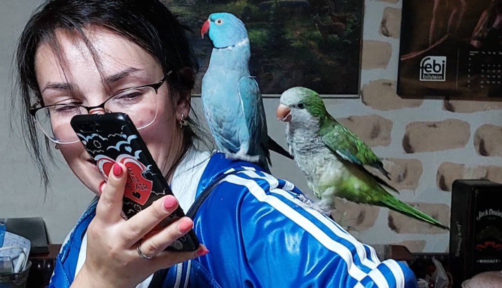 Papagaji i Vesna 