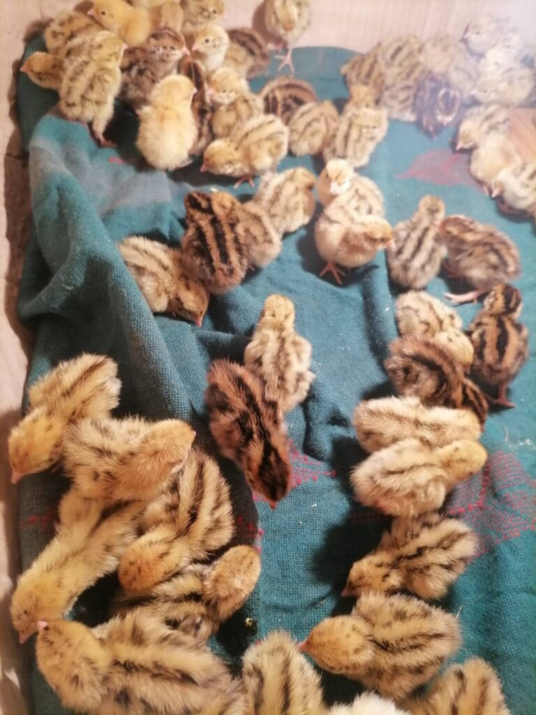 Strahinja i Marta su od stare kuće kod Zrenjanina napravili mali raj, a najegzotičnija životinja im je "crna kokoška" 5 Strahinja i Marta su od stare kuće kod Zrenjanina napravili mali raj, a najegzotičnija životinja im je "crna kokoška" 4