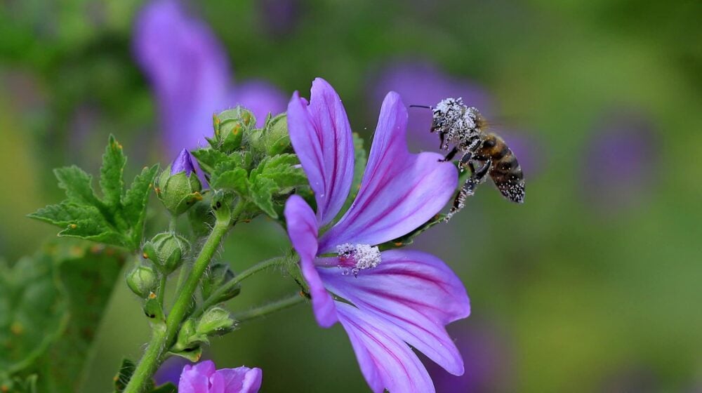 Kalendar alergena: Kada se u vazduhu u Srbiji javljaju poleni kojih biljaka? 1
