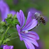 Kalendar alergena: Kada se u vazduhu u Srbiji javljaju poleni kojih biljaka? 3
