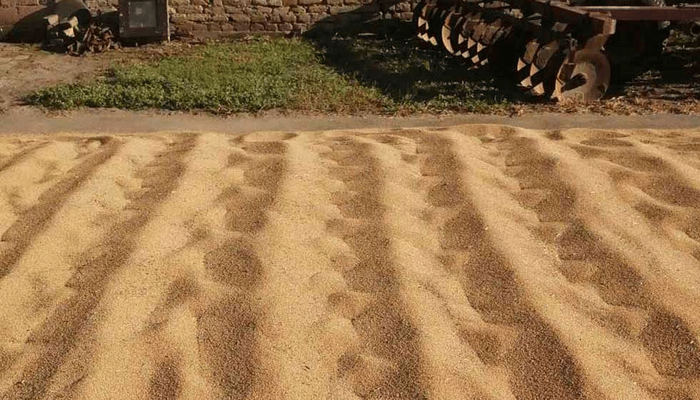 Odakle nam stiže sve popularnije proso na naše trpeze 1