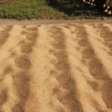 Odakle nam stiže sve popularnije proso na naše trpeze 8