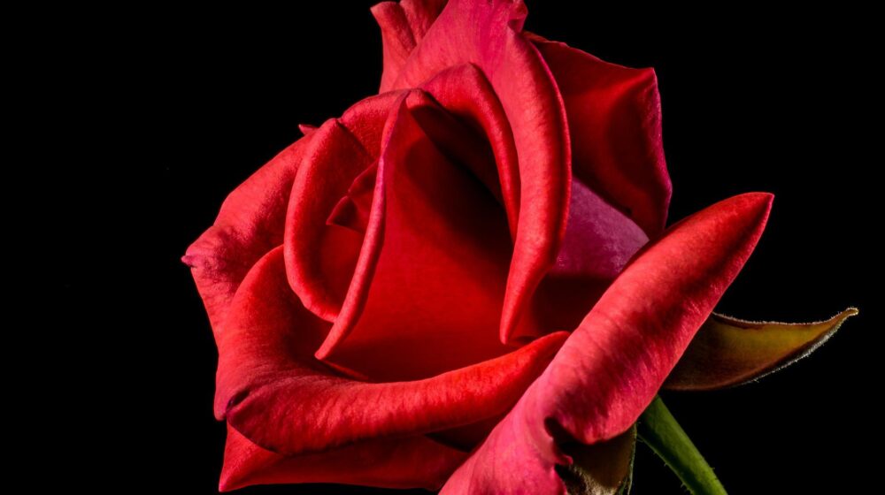 Ružina vodica deluje antibakterijski na kožu, čisti kožu i zateže 1