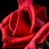 Ružina vodica deluje antibakterijski na kožu, čisti kožu i zateže 5