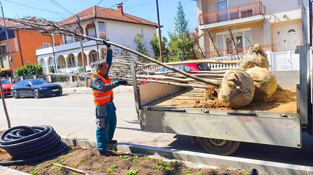 Zaječar: Počela sadnja drveća u ulici Ivana Milutinovića 1