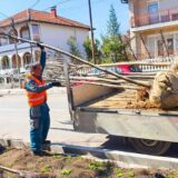Zaječar: Počela sadnja drveća u ulici Ivana Milutinovića 14