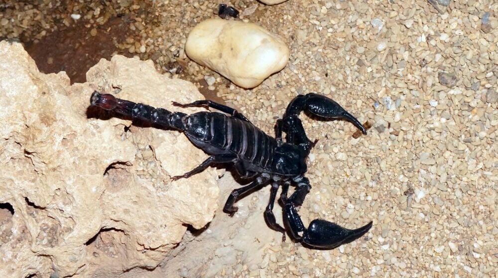 Profesor Biološkog fakulteta: Škorpije u Srbiji nisu opasne, ne treba ih ubijati 1