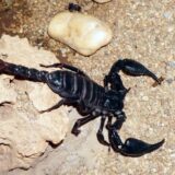 Profesor Biološkog fakulteta: Škorpije u Srbiji nisu opasne, ne treba ih ubijati 7