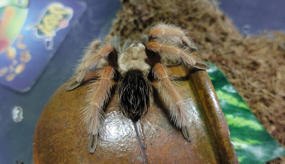 Tri pitona, četiri tarantule, papagaji, pas, mačka, pacovi i hrčci: Veselo društvo porodice Đorđević iz Zaječara 4 Tarantula