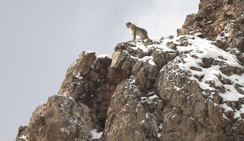U bioskopima "Kraljica od somota", patetična priča o divljim životinjama koje nestaju (VIDEO) 1