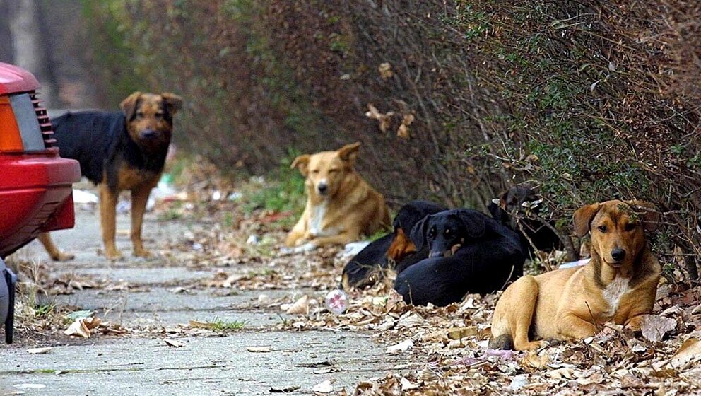 U Šapcu pet hepening za udomljavanje pasa: Čekaju vas spremni Gufi, Dobrica, Mališa, Lepi i Floki 1
