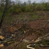 Zašto je Bežanijska šuma proglašena za građevinsko zemljište? 4