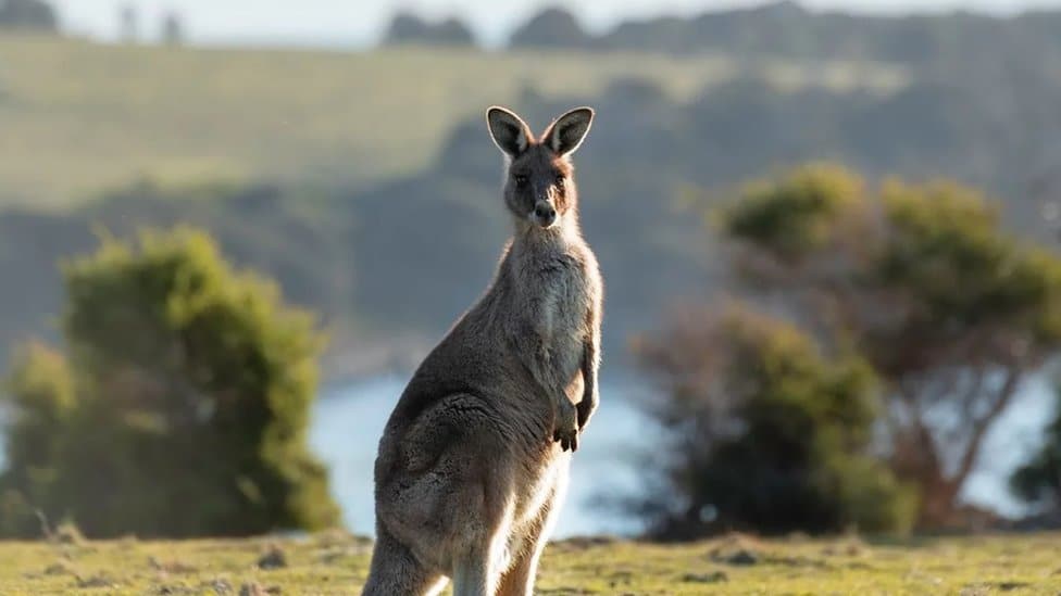 Putovanja i priroda: Inčkonahen, egzotično britansko ostrvo gde vladaju valabiji 1 Valabi