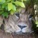 Životinje i Afrika: Uzbuna u kenijskom selu, ceger sa slikom lava preplašio meštane 11