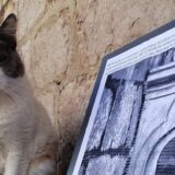 Hrvatska i životinje: Dubrovčani traže pravdu za deložiranu mačku Anastaziju 11