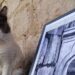 Hrvatska i životinje: Dubrovčani traže pravdu za deložiranu mačku Anastaziju 8
