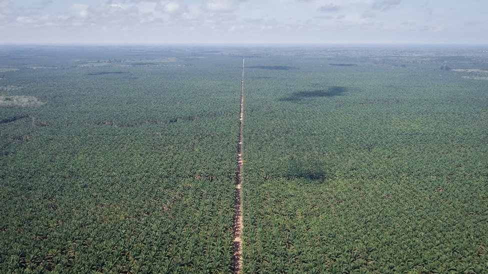 Hrana, zdravlje i klimatske promene: Proizvođači palminog ulja uskraćuju plemenima milione dolara 3 Aerial view of palm oil plantations in Indonesia