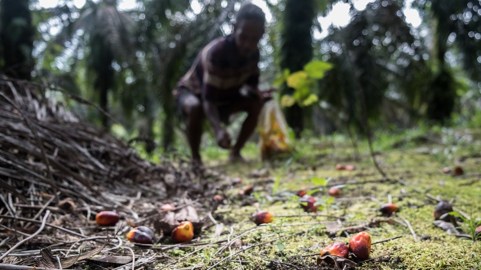 Hrana, zdravlje i klimatske promene: Proizvođači palminog ulja uskraćuju plemenima milione dolara 4 The Orangi collect fruitlets from the ground to sell to palm oil mills