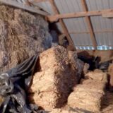 Policija u Bogatiću podnela krivičnu prijavu protiv muškarca u čijoj je štali našla tonu duvana 1