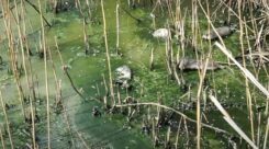 1653556770323120136702873275614(1) Građani Perleza nezadovoljni jer im kineska fabrika zagađuje životnu sredinu: Na udaru i rezervat prirode Carska bara 3