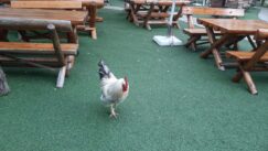 Gužve i u Semberiji: Gde su srpski turisti proveli praznične dane 5