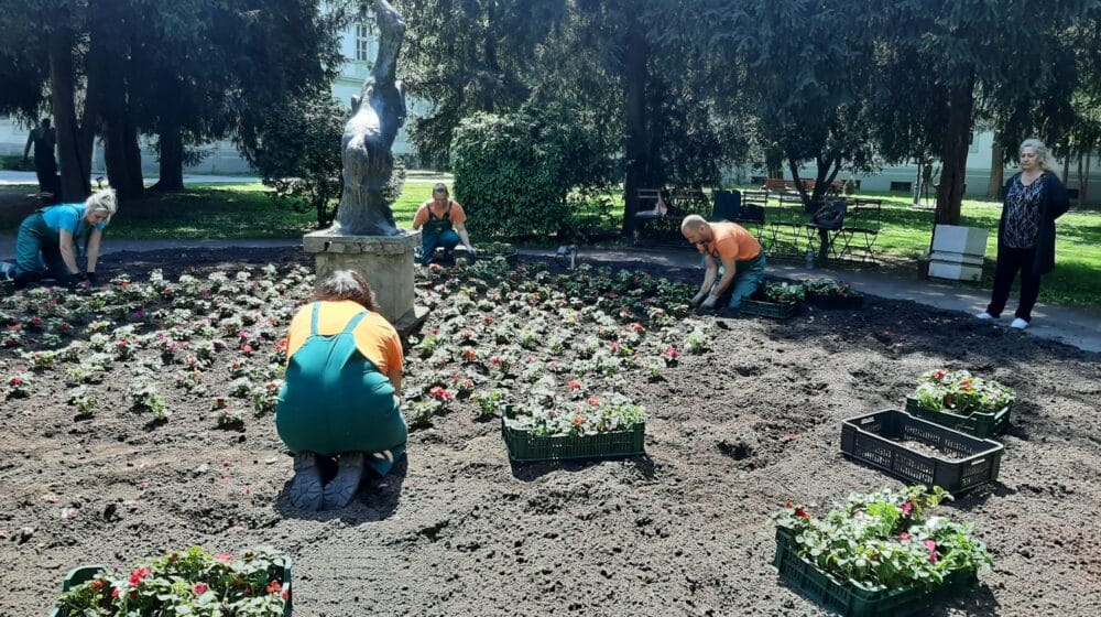 Novi cvetni aranžmani za Gradsku baštu u Zrenjaninu 1