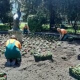 Novi cvetni aranžmani za Gradsku baštu u Zrenjaninu 2