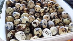 20220507_130352 Mikro farma prepeličjih jaja porodice Žiško u Zrenjaninu 3