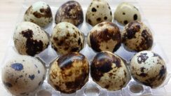 20220508_202731 Mikro farma prepeličjih jaja porodice Žiško u Zrenjaninu 2