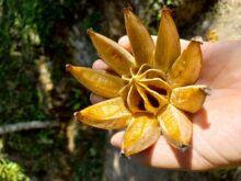 Subotičanin Nemanja Mutić u gerilskom kampu Fidela Kastra Subotičanin pet meseci živeo i radio na Kubi, a bio je i u gerilskom kampu Fidela Kastra 6