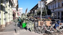 20220526_080714 Zrenjanin: Čiste se ulice i uklanjaju posledice nevremena, na njivama pričinjena šteta 2