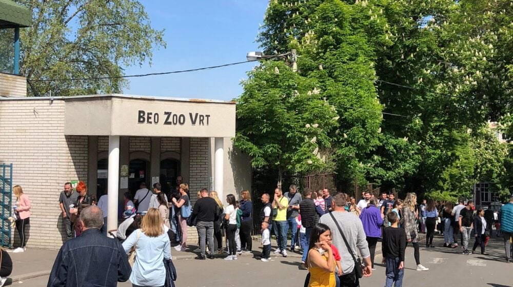 Uginula slonica Tvigi u beogradskom Zoološkom vrtu 1